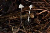 Mycena perlae image