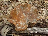 Tapinella atrotomentosa image