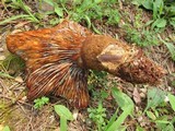 Tapinella atrotomentosa image