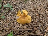 Cantharellus appalachiensis image