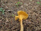 Cantharellus appalachiensis image