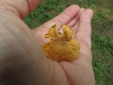 Cantharellus appalachiensis image