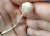 Bolbitius lacteus image