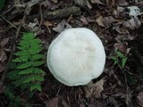 Entoloma sinuatum image