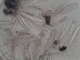 Dirina ceratoniae image