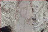Dirina ceratoniae image