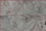 Dirina ceratoniae image