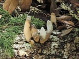 Xylaria allantoidea image