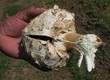 Agaricus texensis image