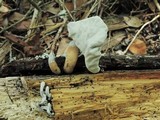 Xylaria allantoidea image
