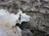 Tremella fuciformis image