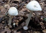 Amanita brunnescens image