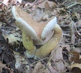 Tylopilus felleus image
