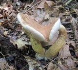 Tylopilus felleus image