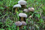 Tylopilus rubrobrunneus image