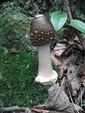Amanita brunnescens image