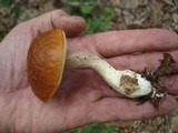 Boletus longicurvipes image