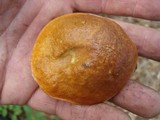 Boletus longicurvipes image