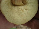 Boletus longicurvipes image