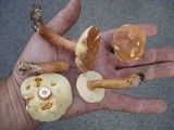 Gyroporus castaneus image
