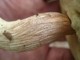 Boletus longicurvipes image