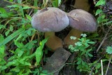 Tylopilus rubrobrunneus image