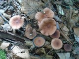 Lactarius camphoratus image