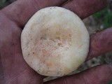 Lactarius chrysorrheus image