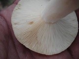 Lactarius chrysorrheus image