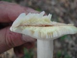 Lactarius chrysorrheus image