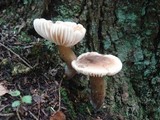 Lactarius gerardii image