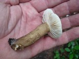Lactarius gerardii image