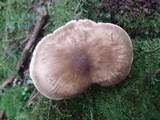 Lactarius gerardii image