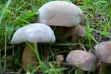 Tylopilus rubrobrunneus image