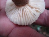Lactarius gerardii image
