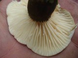 Lactarius gerardii image