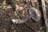Tylopilus plumbeoviolaceus image