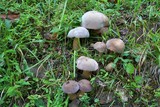 Tylopilus rubrobrunneus image