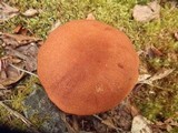 Leccinum versipelle image