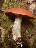 Leccinum versipelle image