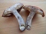 Leccinum versipelle image
