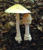 Amanita velatipes image