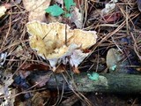 Cymatoderma caperatum image