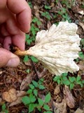 Cymatoderma caperatum image
