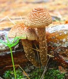 Inocybe hirsuta var. maxima image