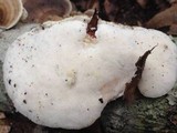 Laetiporus cincinnatus image