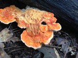 Laetiporus cincinnatus image