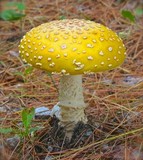 Amanita muscaria f. guessowii image