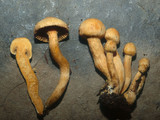Chroogomphus tomentosus image