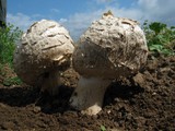 Agaricus texensis image